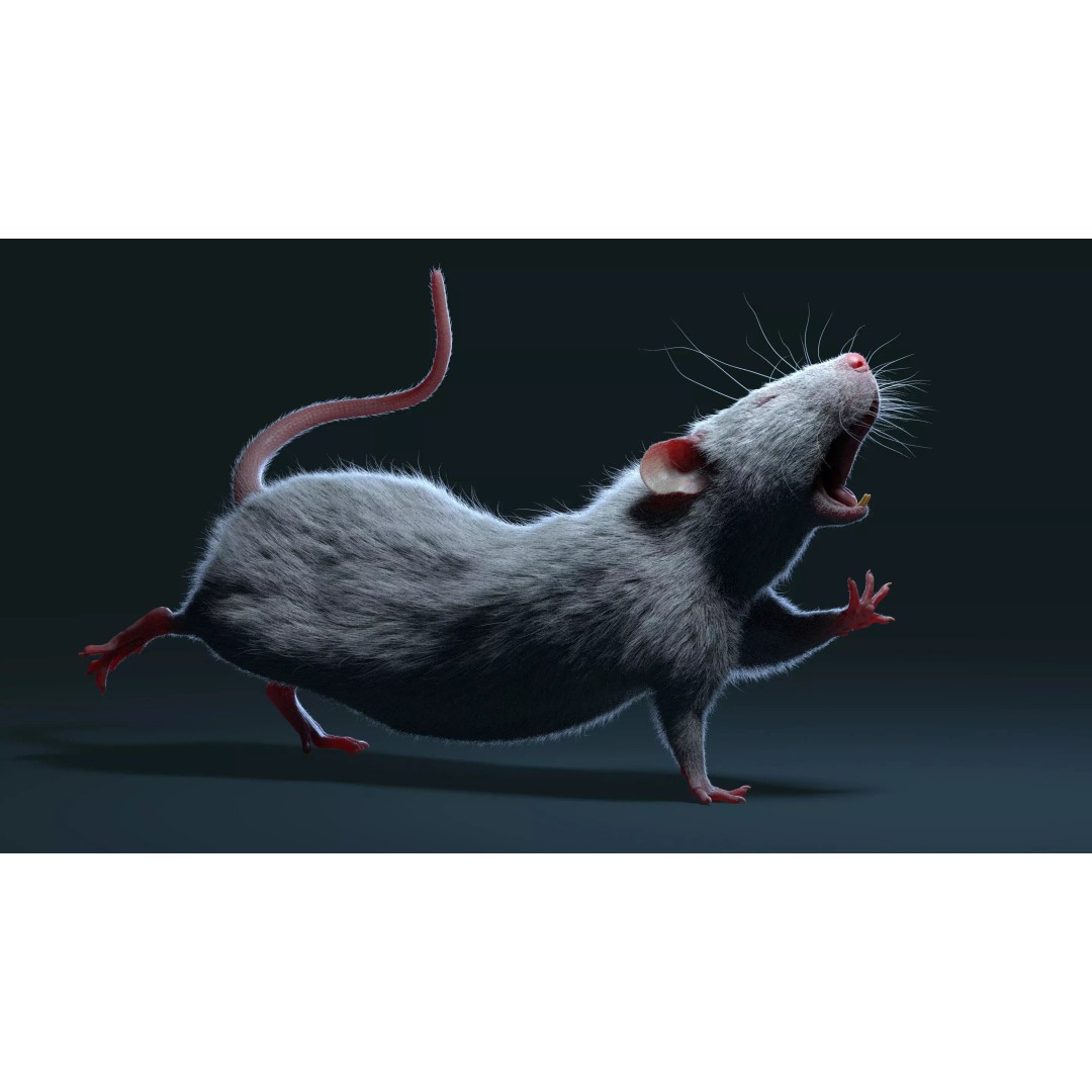 Rigged White Rat 3D Model – High Detail PBR Asset, FBX, OBJ - View 27