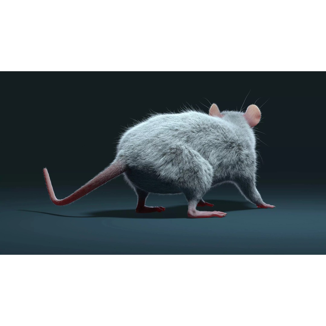 Rigged White Rat 3D Model – High Detail PBR Asset, FBX, OBJ - View 28