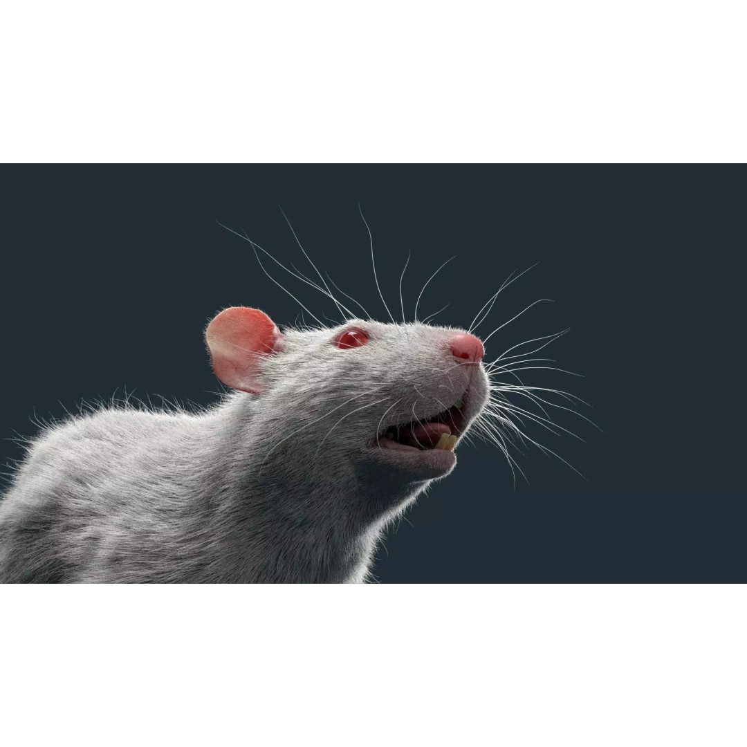 Rigged White Rat 3D Model – High Detail PBR Asset, FBX, OBJ - View 3