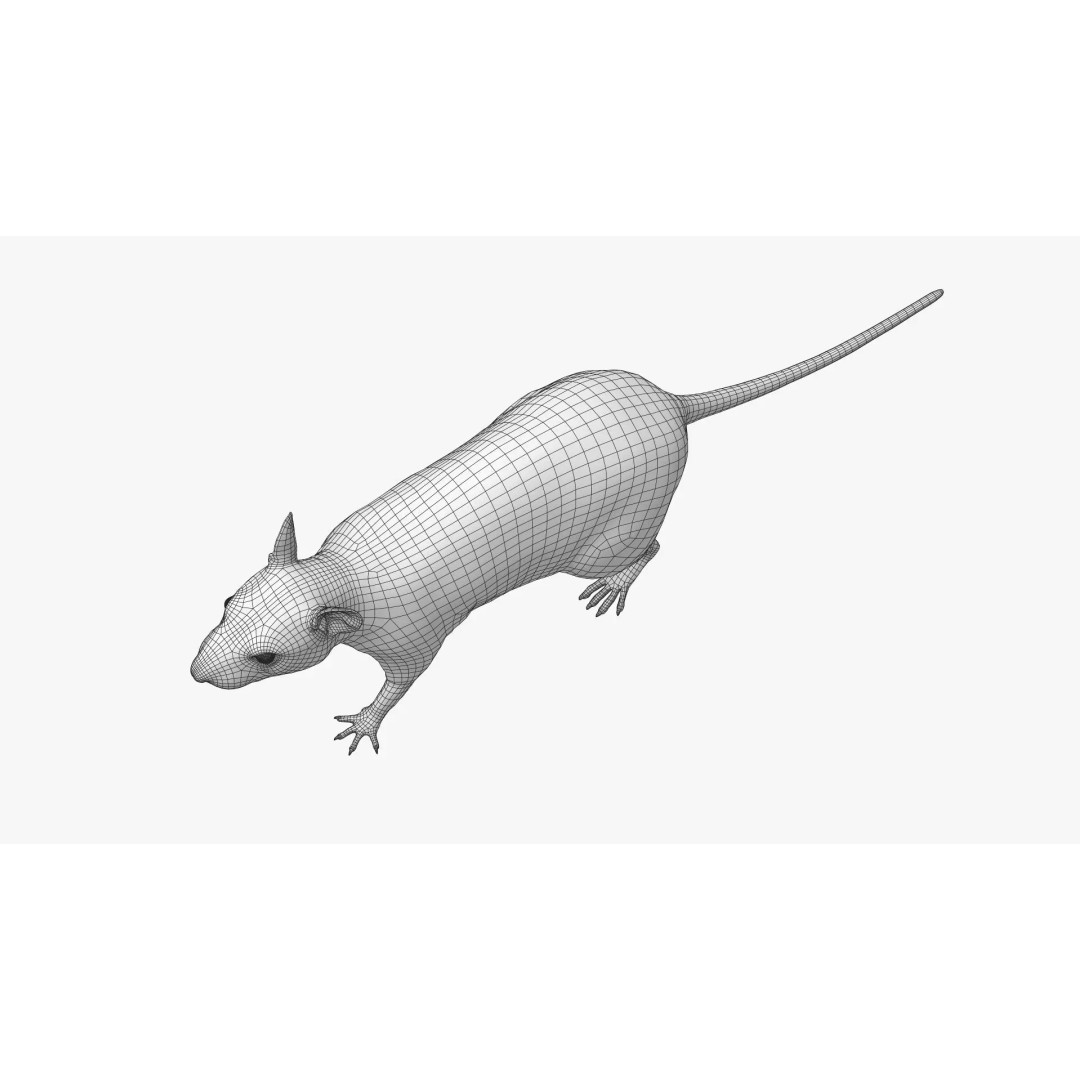 Rigged White Rat 3D Model – High Detail PBR Asset, FBX, OBJ - View 33
