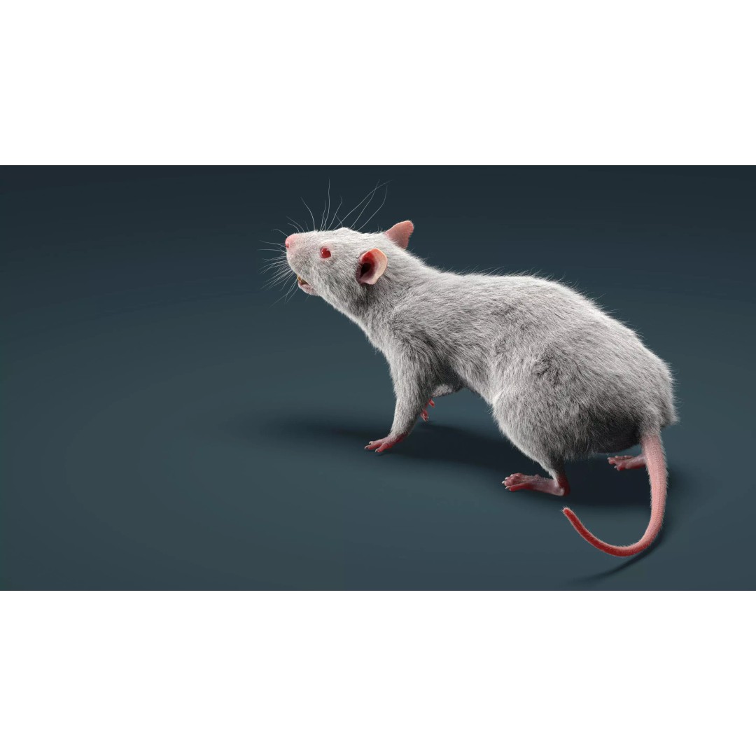 Rigged White Rat 3D Model – High Detail PBR Asset, FBX, OBJ - View 4