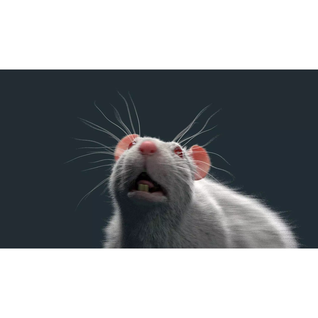 Rigged White Rat 3D Model – High Detail PBR Asset, FBX, OBJ - View 5