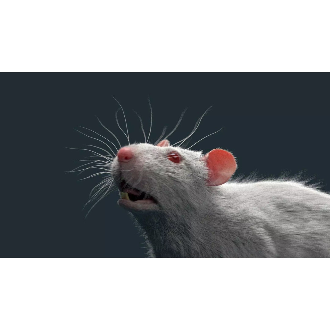 Rigged White Rat 3D Model – High Detail PBR Asset, FBX, OBJ - View 6