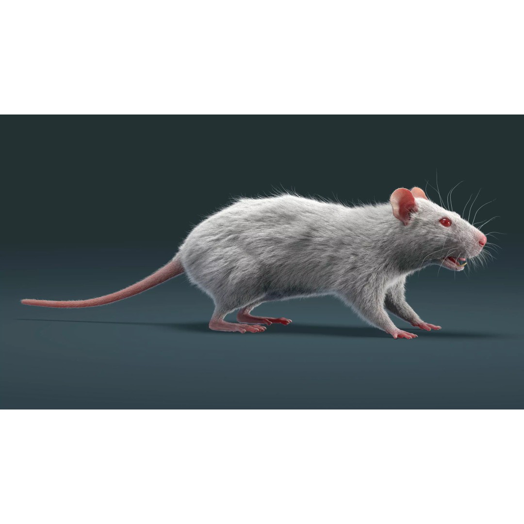 Rigged White Rat 3D Model – High Detail PBR Asset, FBX, OBJ - View 7