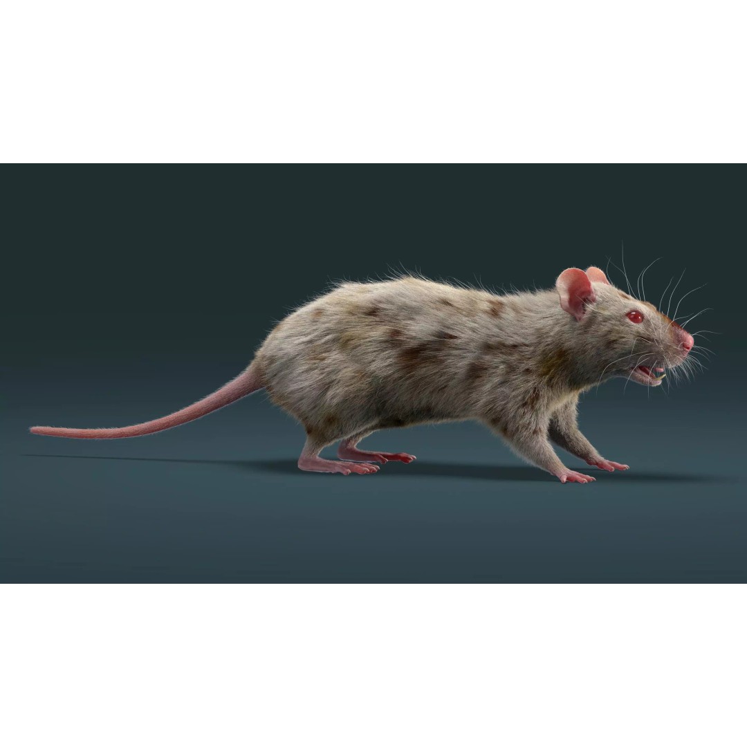 Rigged White Rat 3D Model – High Detail PBR Asset, FBX, OBJ - View 9