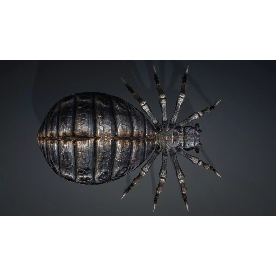 Spider 3D Model – Low Poly Rigged Insect with PBR Textures - View 14