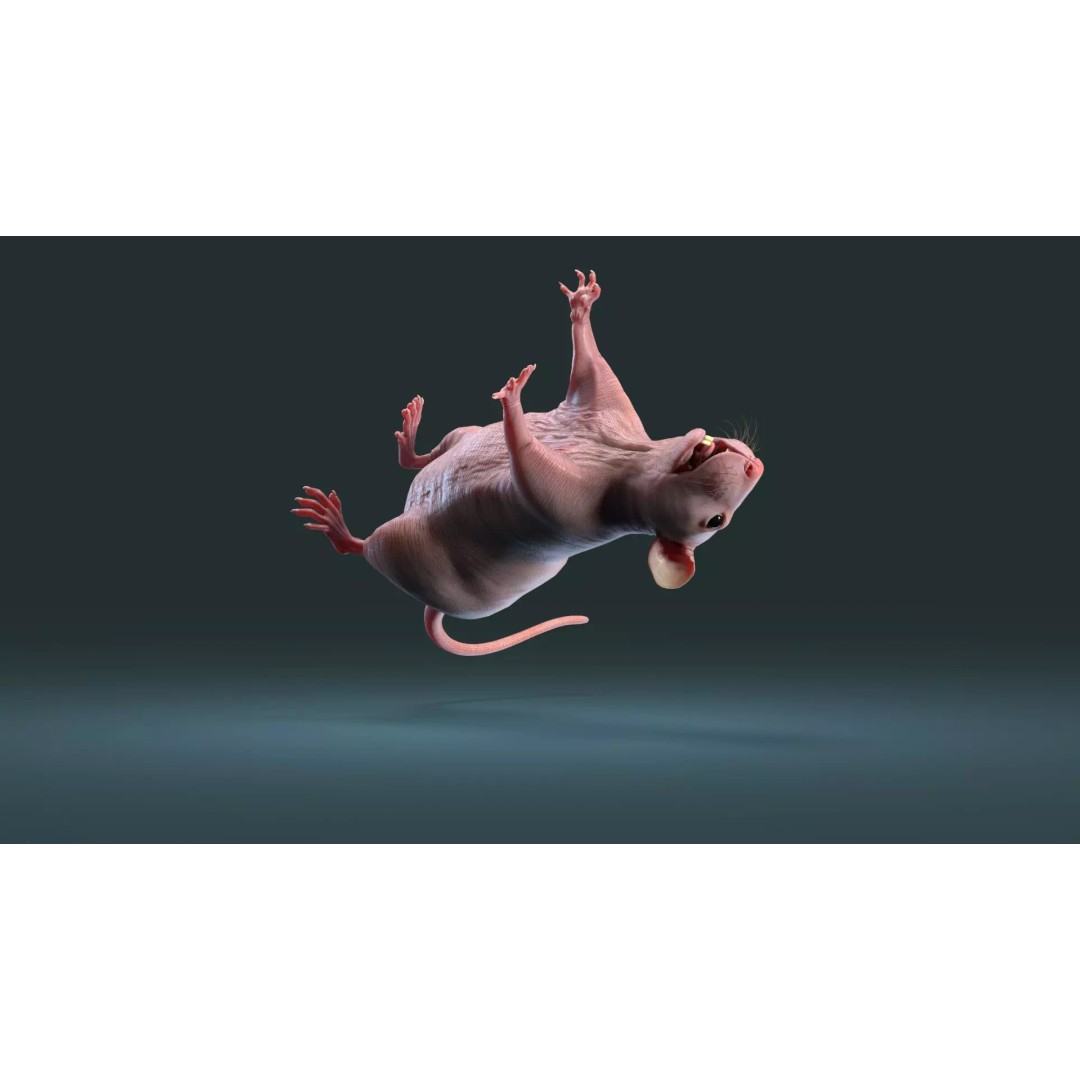 Hairless Rat 3D Model – High Poly Realistic Asset, FBX, OBJ - View 10
