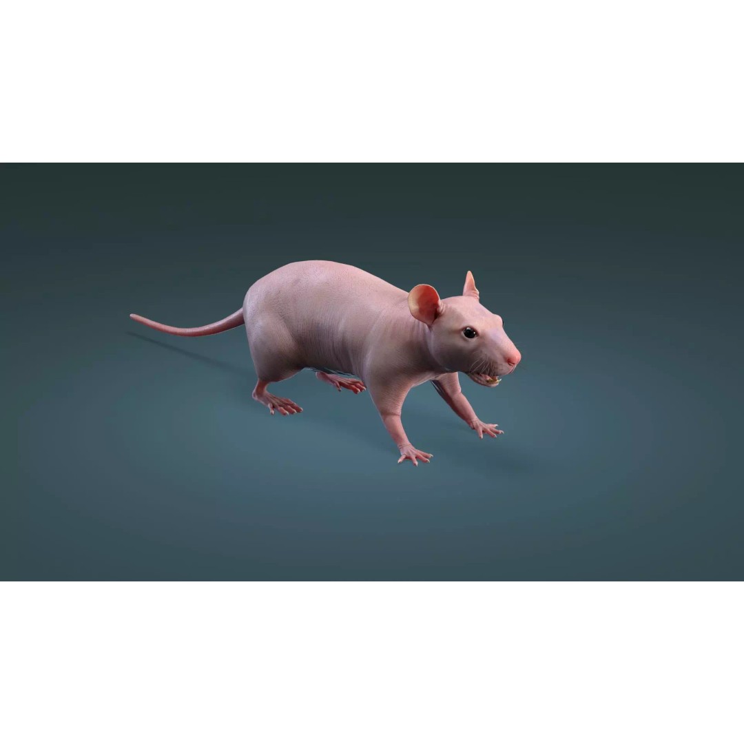 Hairless Rat 3D Model – High Poly Realistic Asset, FBX, OBJ - View 14