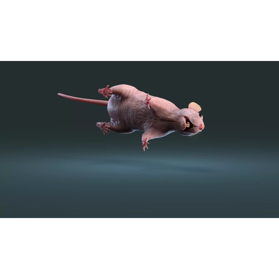Hairless Rat 3D Model – High Poly Realistic Asset, FBX, OBJ - View 15