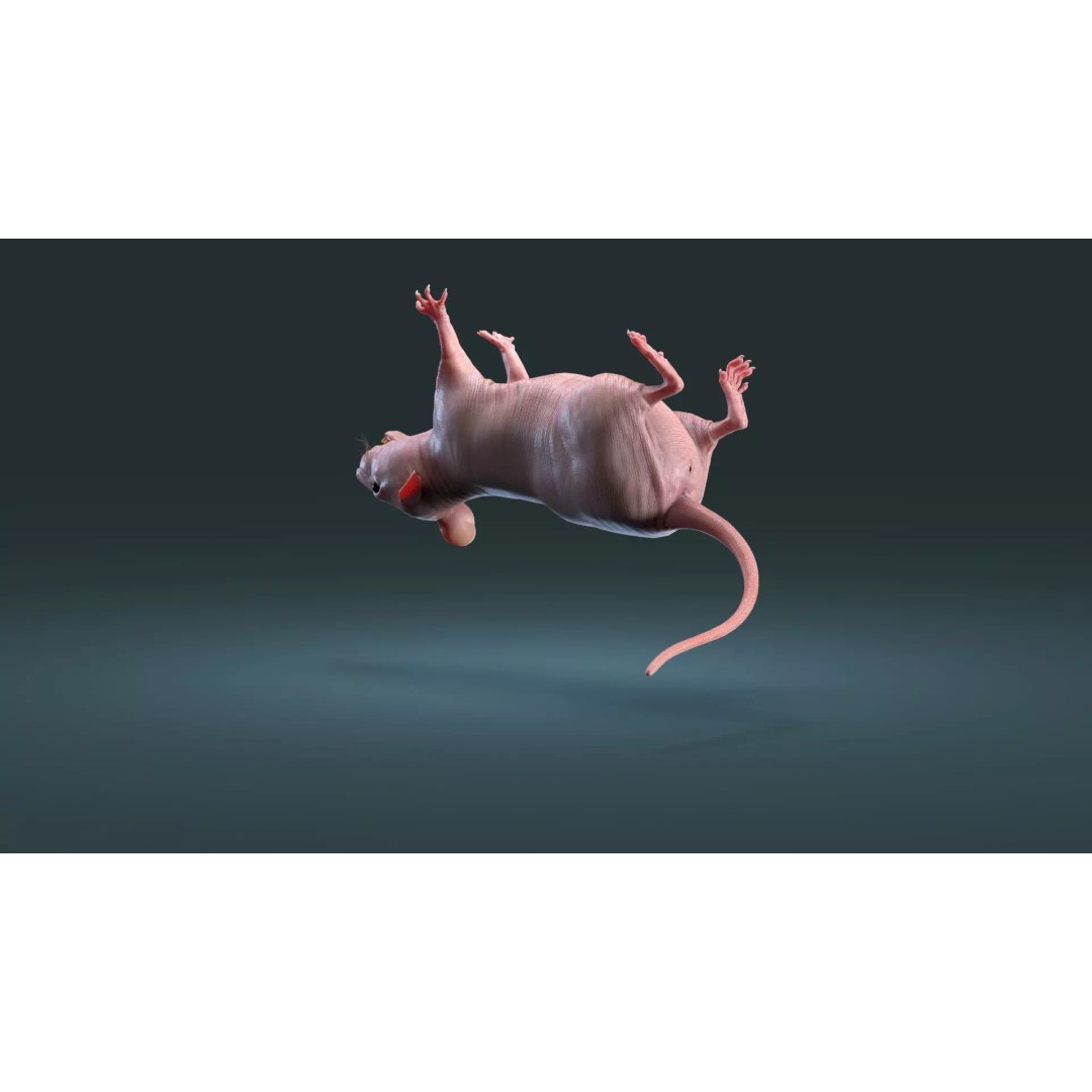 Hairless Rat 3D Model – High Poly Realistic Asset, FBX, OBJ - View 16
