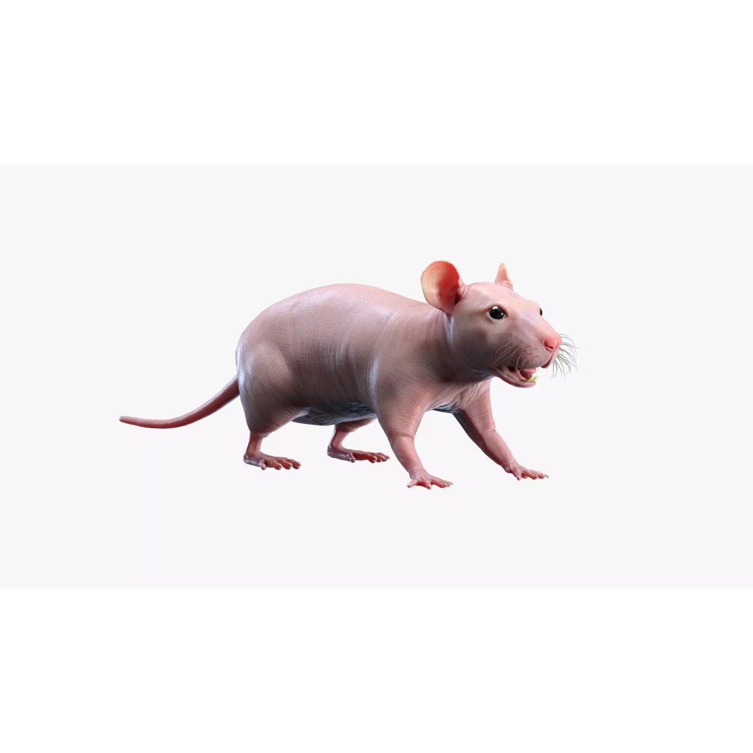 Hairless Rat 3D Model – High Poly Realistic Asset, FBX, OBJ - View 2