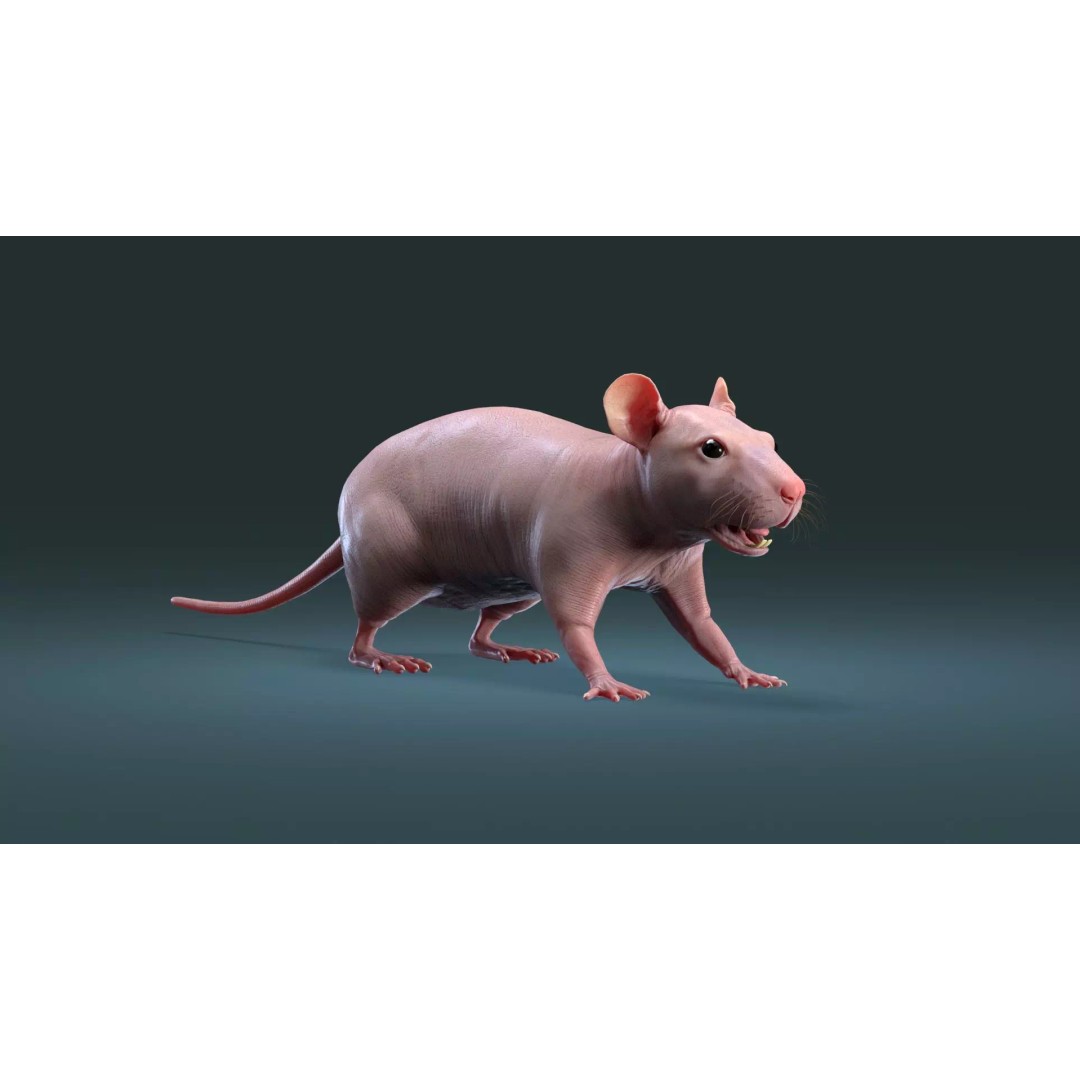 Hairless Rat 3D Model – High Poly Realistic Asset, FBX, OBJ - View 3