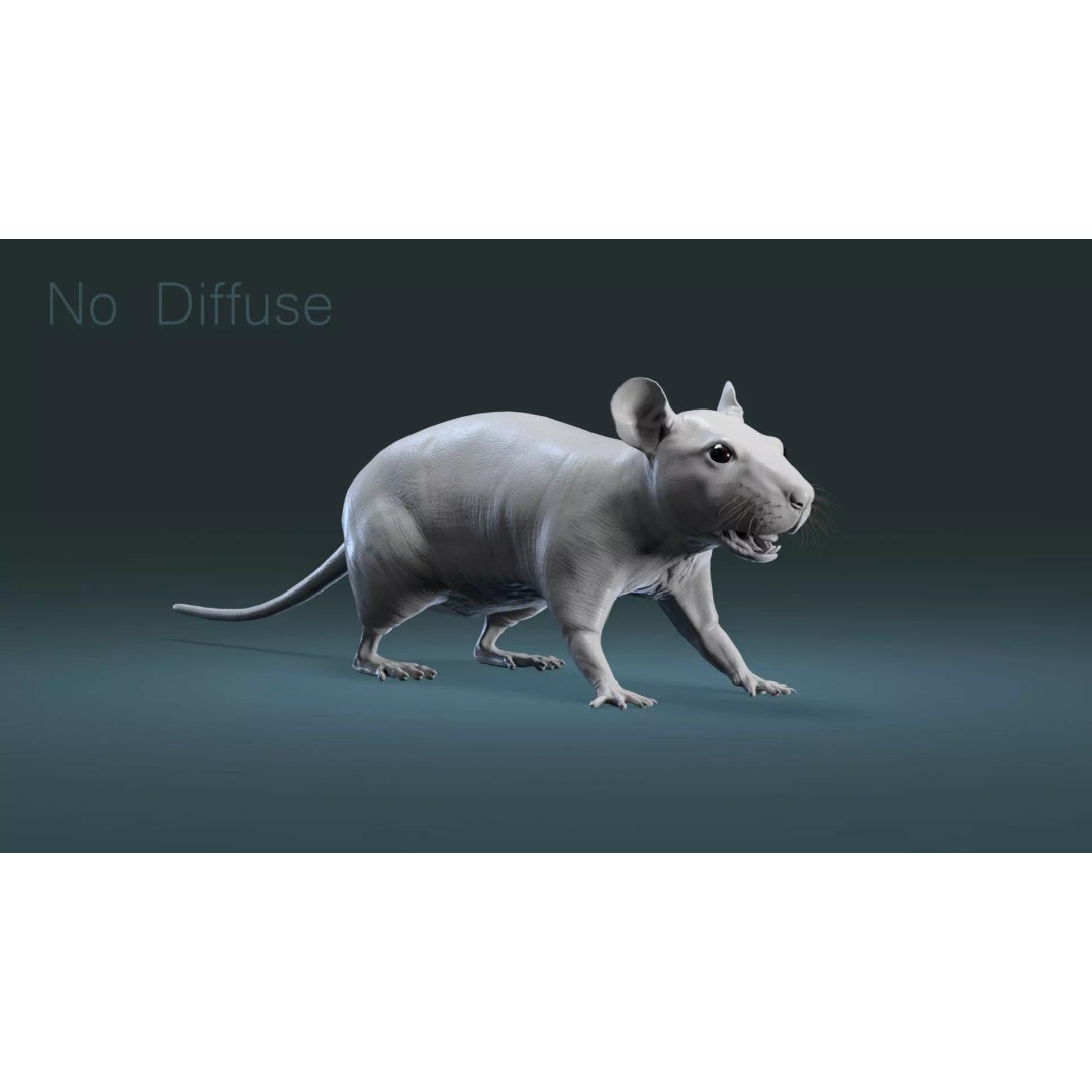 Hairless Rat 3D Model – High Poly Realistic Asset, FBX, OBJ - View 4
