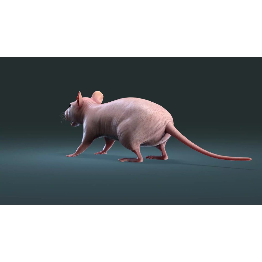 Hairless Rat 3D Model – High Poly Realistic Asset, FBX, OBJ - View 5