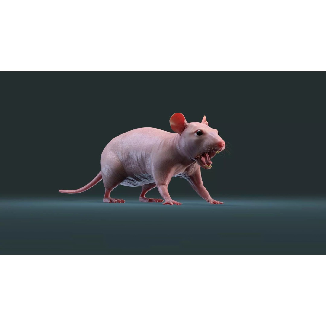 Hairless Rat 3D Model – High Poly Realistic Asset, FBX, OBJ - View 6