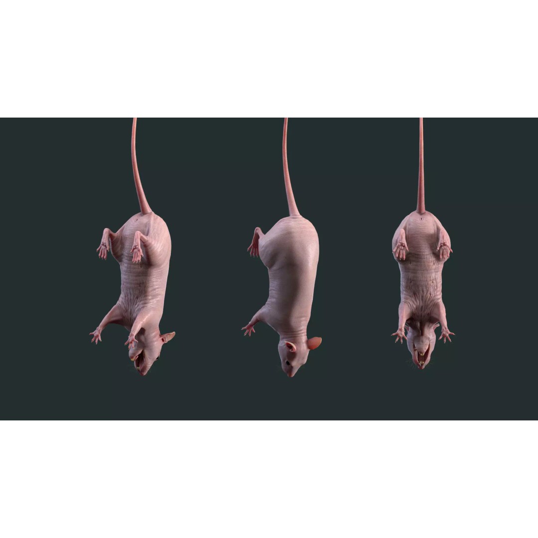 Hairless Rat 3D Model – High Poly Realistic Asset, FBX, OBJ - View 7