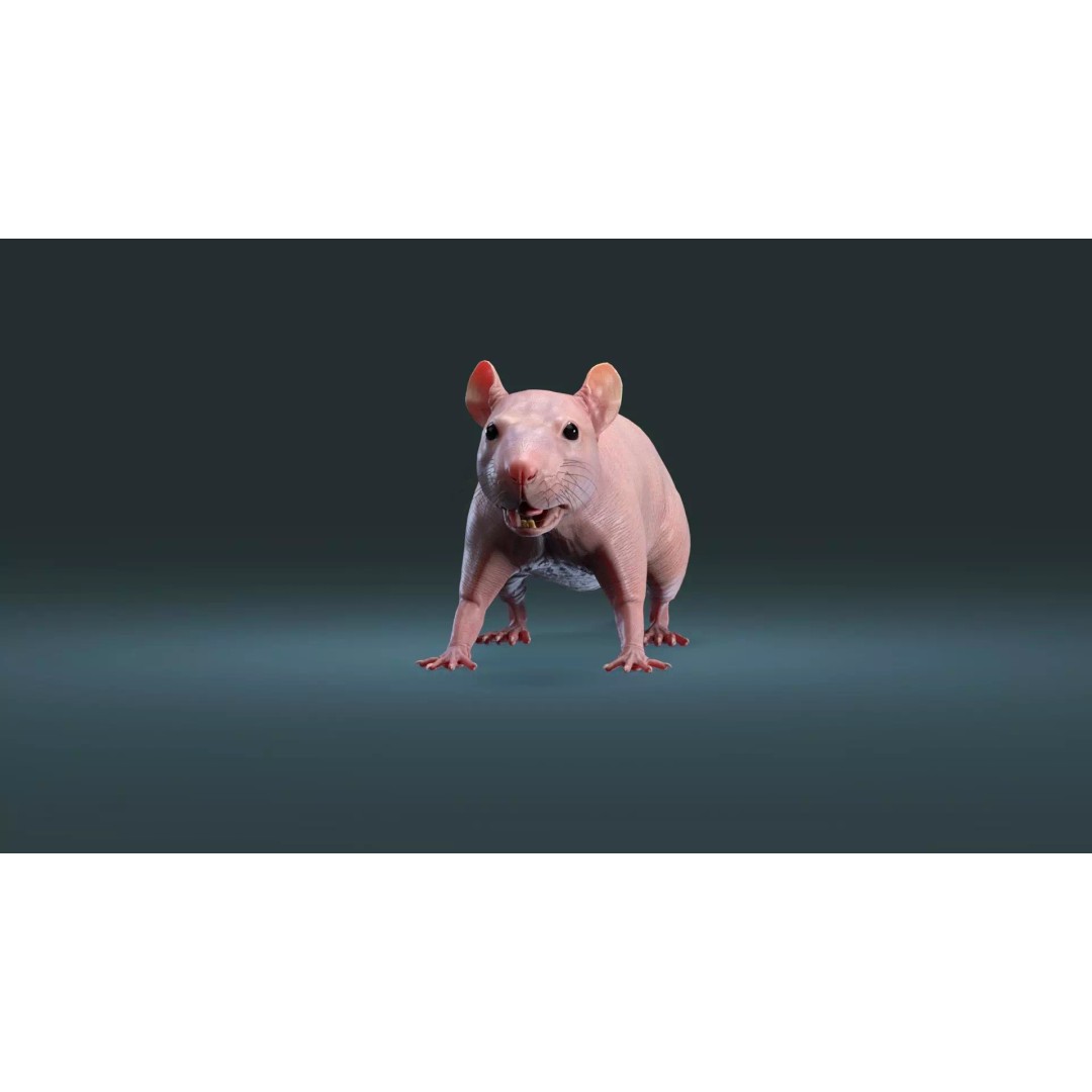 Hairless Rat 3D Model – High Poly Realistic Asset, FBX, OBJ - View 8