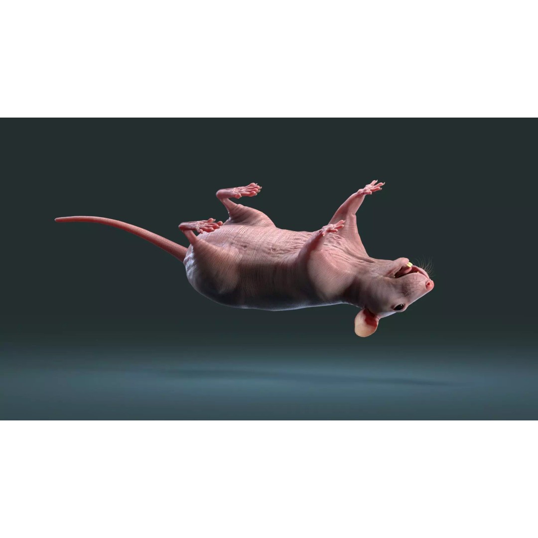 Hairless Rat 3D Model – High Poly Realistic Asset, FBX, OBJ - View 9