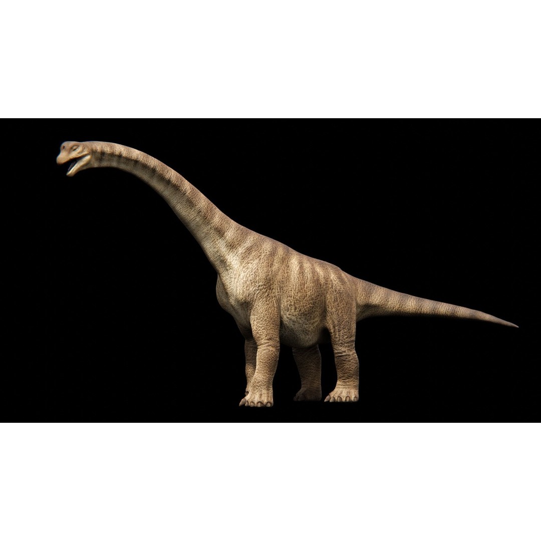 Brachiosaurus 3D Model – Low Poly Animated Dinosaur, FBX & Blender - View 12