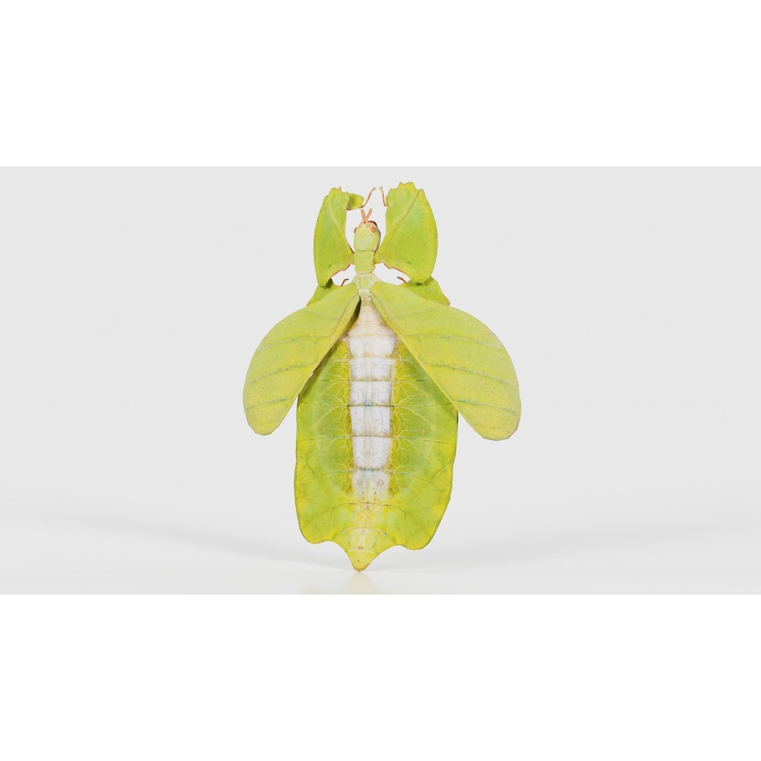Walking Leaf Insect 3D Model – Low Poly Game Asset, FBX, Blender