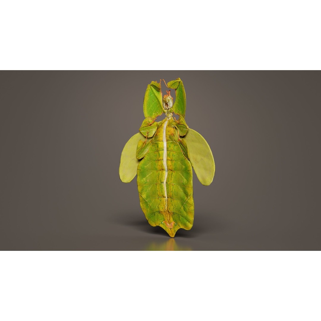 Walking Leaf Insect 3D Model – Low Poly Game Asset, FBX, Blender - View 10