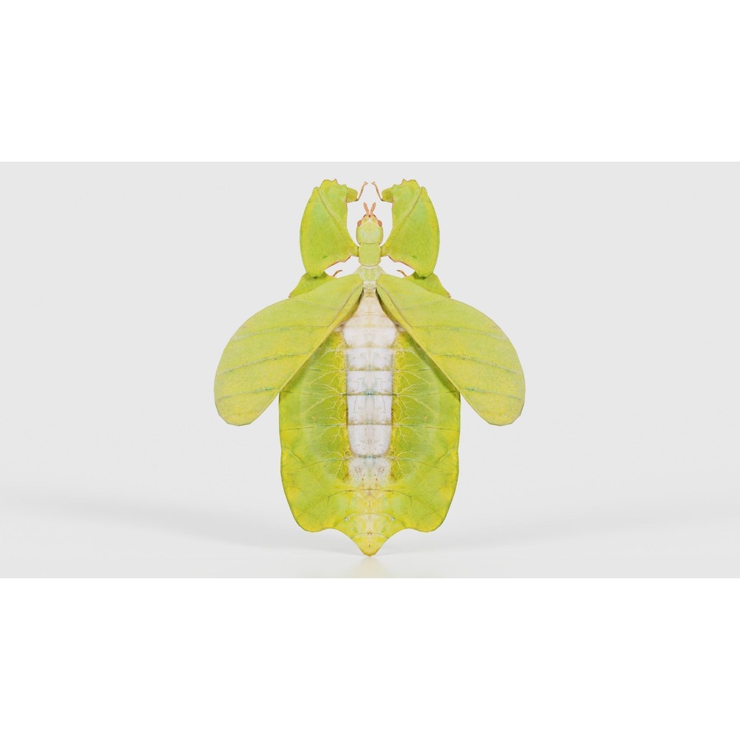 Walking Leaf Insect 3D Model – Low Poly Game Asset, FBX, Blender - View 17