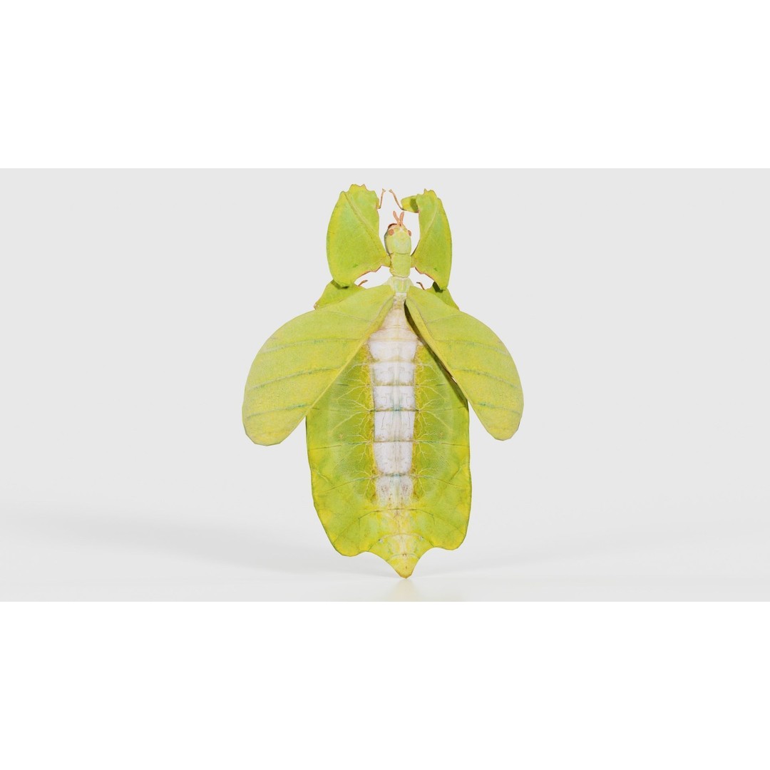 Walking Leaf Insect 3D Model – Low Poly Game Asset, FBX, Blender - View 18