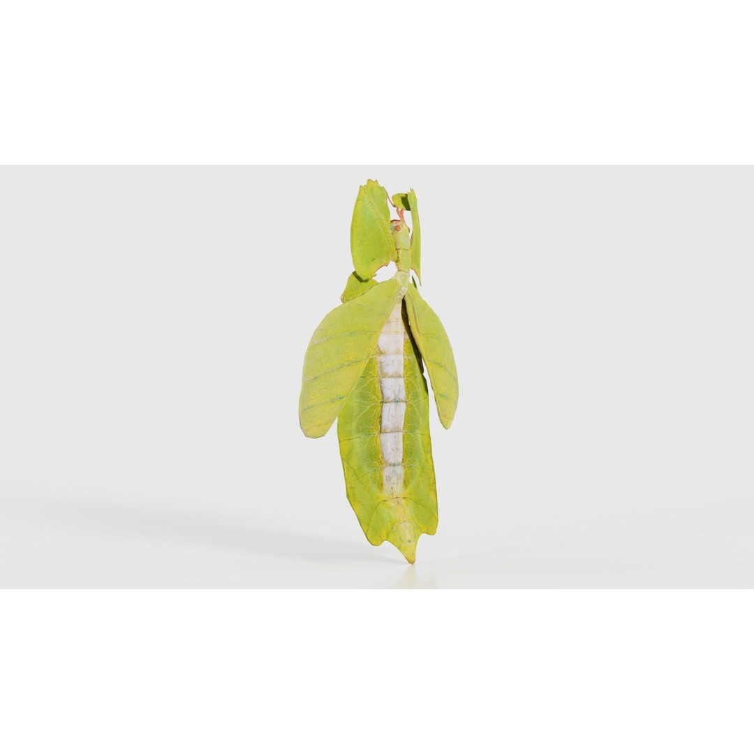 Walking Leaf Insect 3D Model – Low Poly Game Asset, FBX, Blender - View 19