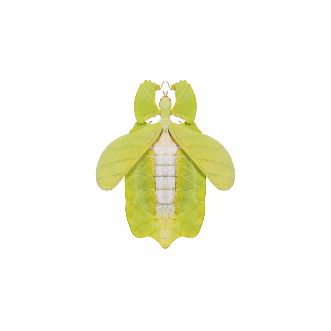 Walking Leaf Insect 3D Model – Low Poly Game Asset, FBX, Blender - View 2