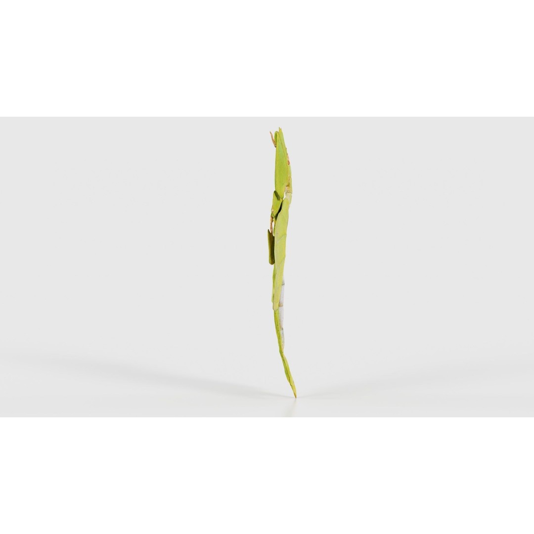 Walking Leaf Insect 3D Model – Low Poly Game Asset, FBX, Blender - View 20
