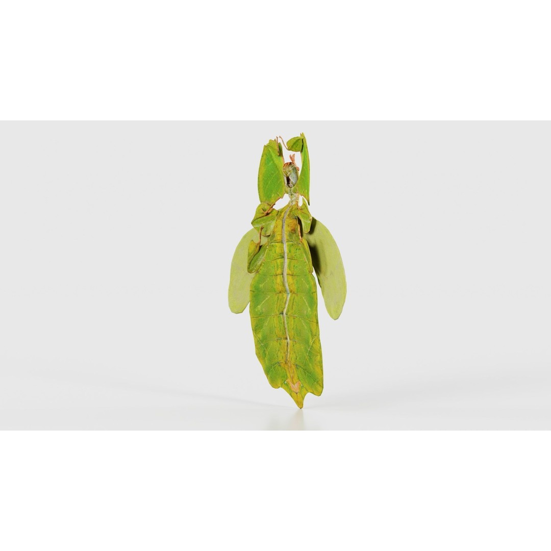 Walking Leaf Insect 3D Model – Low Poly Game Asset, FBX, Blender - View 21