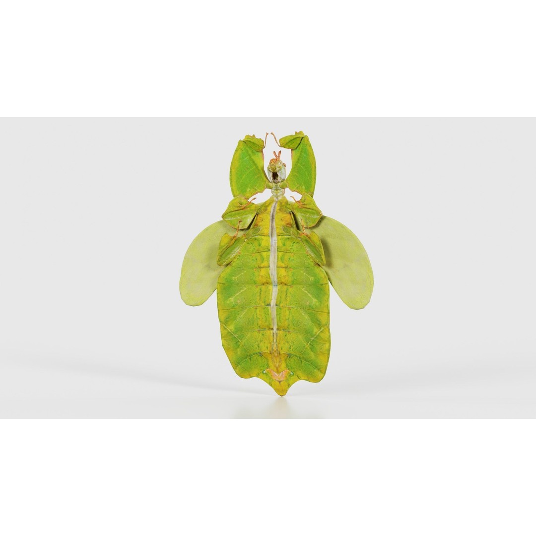 Walking Leaf Insect 3D Model – Low Poly Game Asset, FBX, Blender - View 22