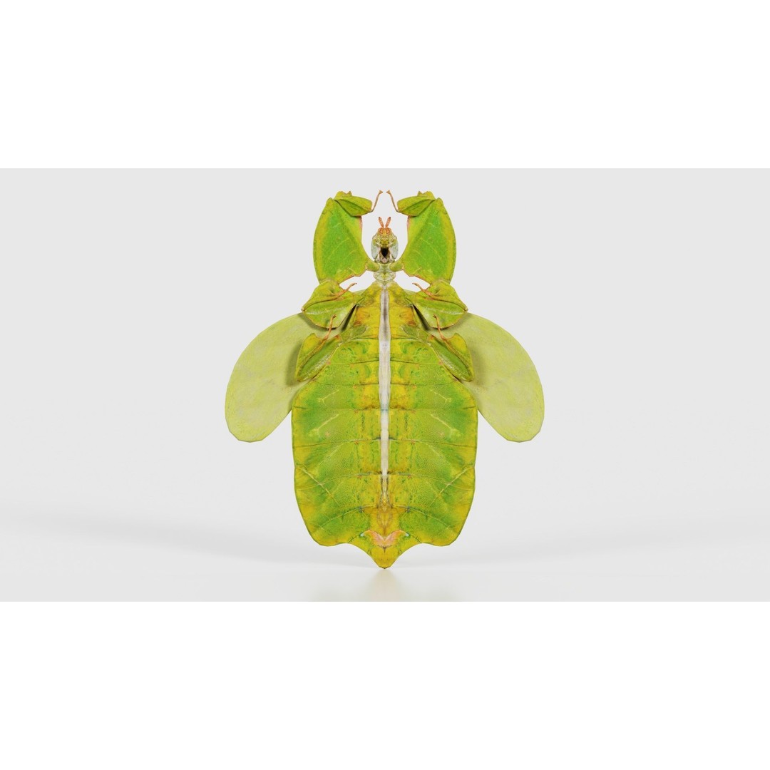 Walking Leaf Insect 3D Model – Low Poly Game Asset, FBX, Blender - View 23