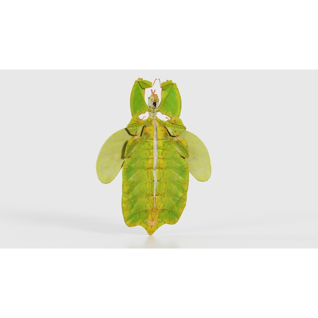 Walking Leaf Insect 3D Model – Low Poly Game Asset, FBX, Blender - View 24