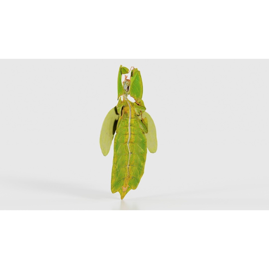 Walking Leaf Insect 3D Model – Low Poly Game Asset, FBX, Blender - View 25
