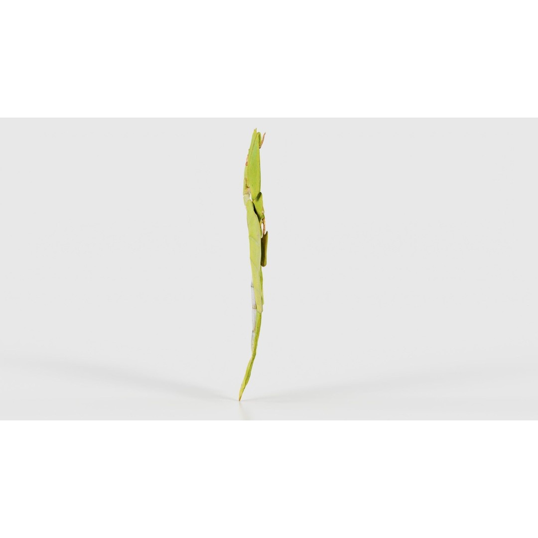 Walking Leaf Insect 3D Model – Low Poly Game Asset, FBX, Blender - View 26