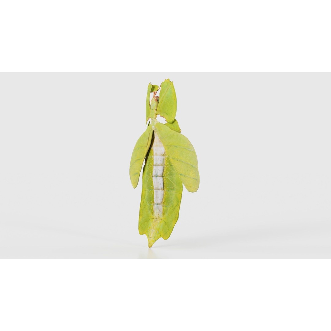 Walking Leaf Insect 3D Model – Low Poly Game Asset, FBX, Blender - View 27