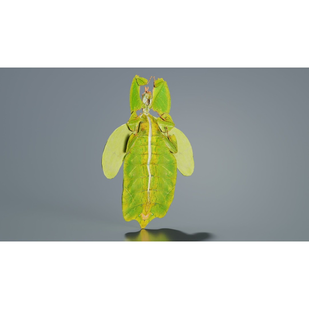 Walking Leaf Insect 3D Model – Low Poly Game Asset, FBX, Blender - View 3