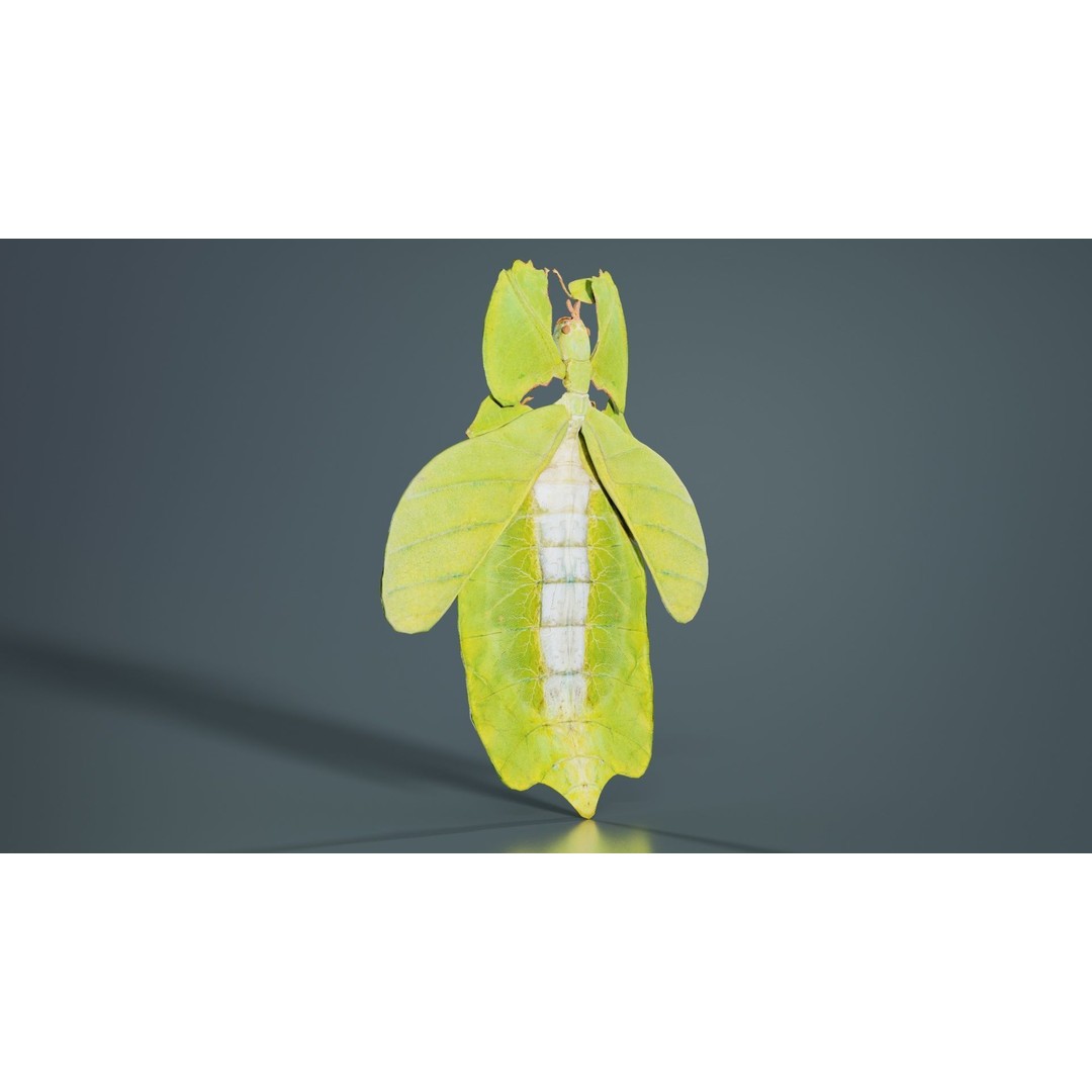 Walking Leaf Insect 3D Model – Low Poly Game Asset, FBX, Blender - View 4