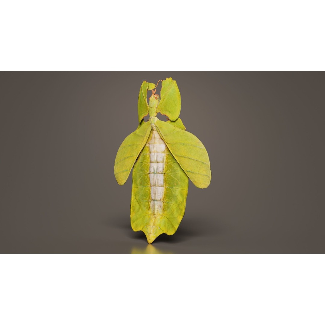 Walking Leaf Insect 3D Model – Low Poly Game Asset, FBX, Blender - View 5