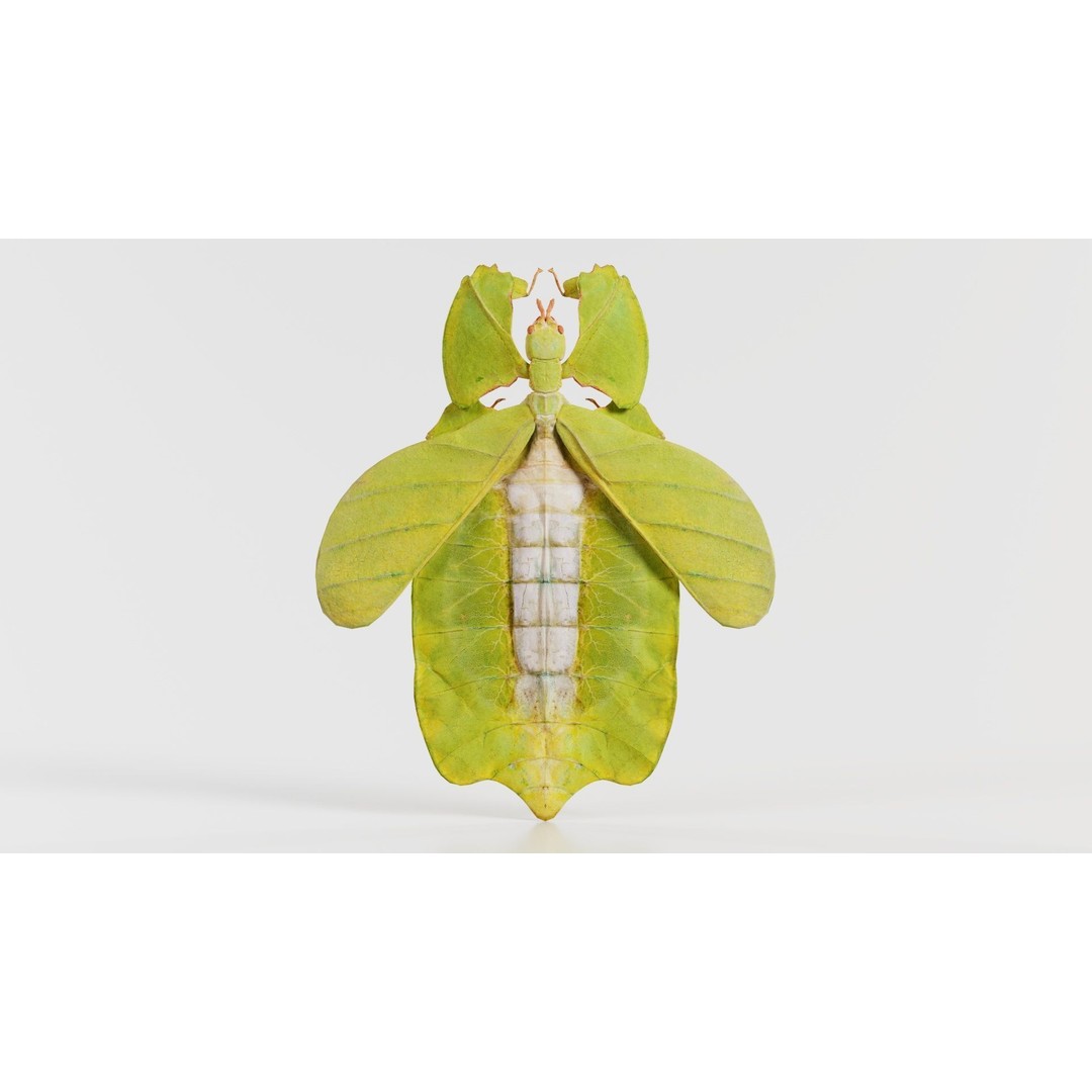 Walking Leaf Insect 3D Model – Low Poly Game Asset, FBX, Blender - View 6