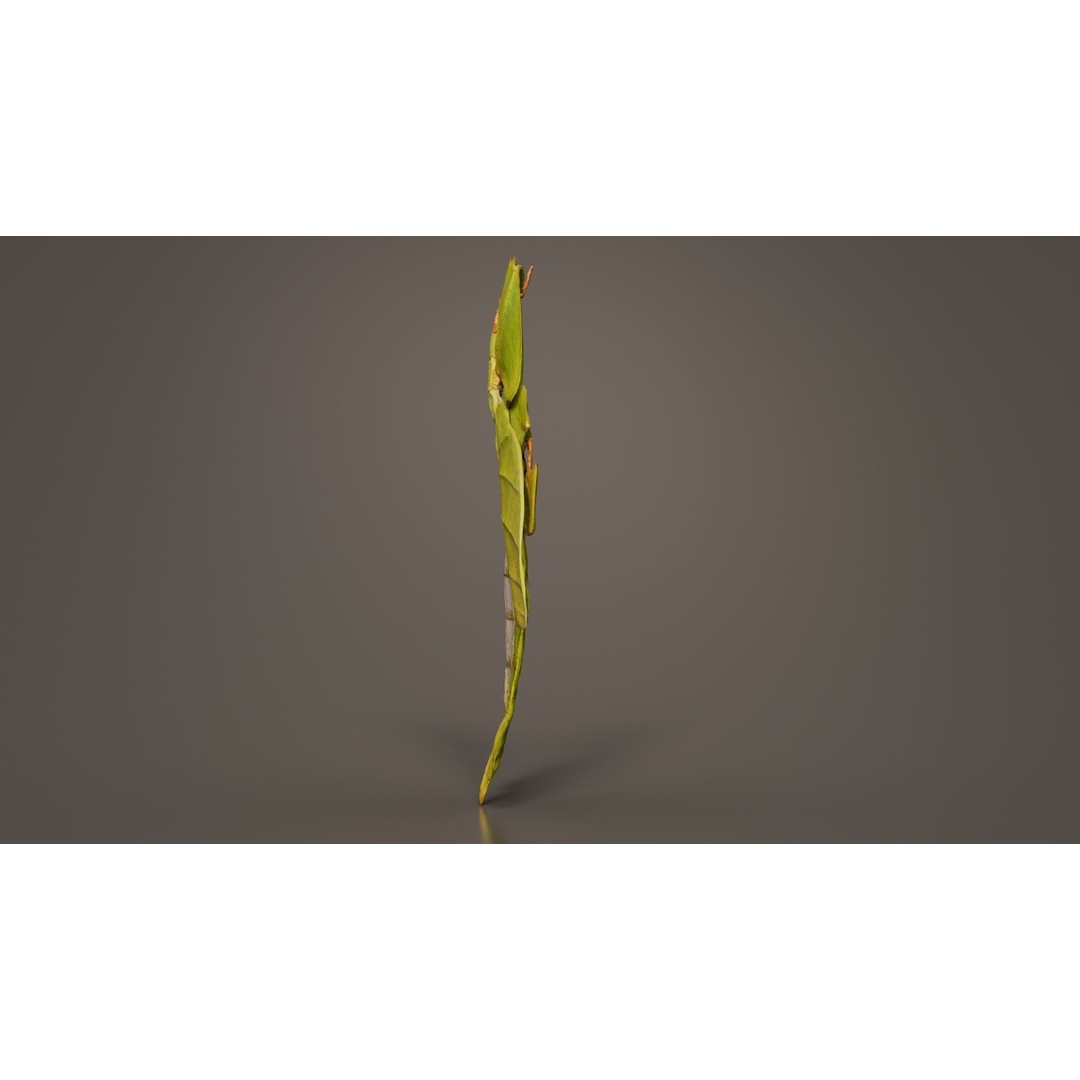 Walking Leaf Insect 3D Model – Low Poly Game Asset, FBX, Blender - View 7