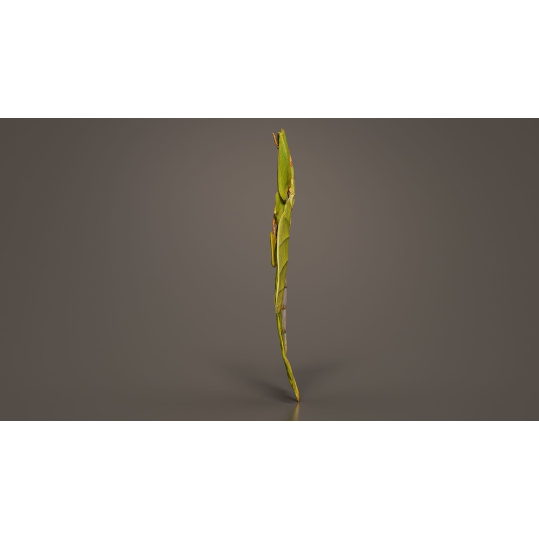 Walking Leaf Insect 3D Model – Low Poly Game Asset, FBX, Blender - View 8