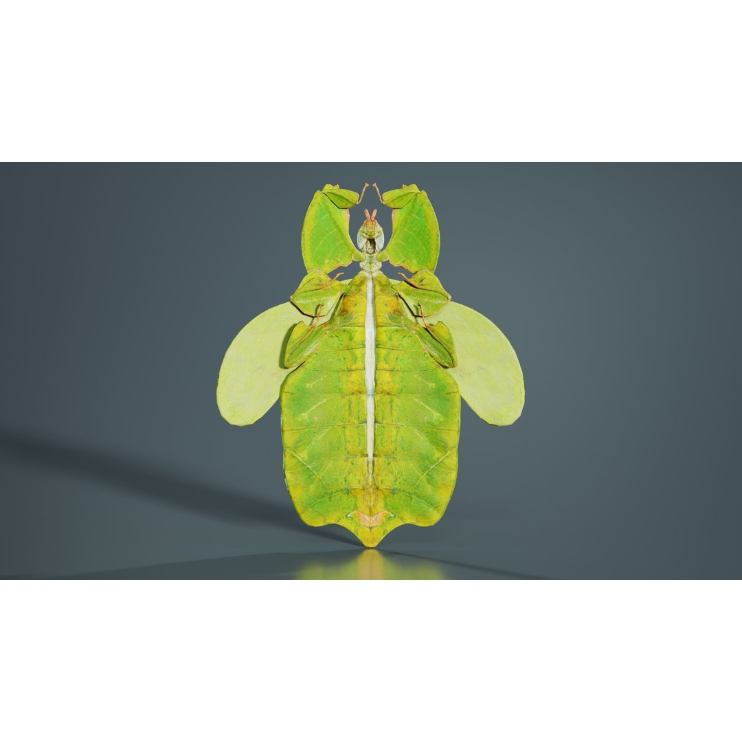 Walking Leaf Insect 3D Model – Low Poly Game Asset, FBX, Blender - View 9