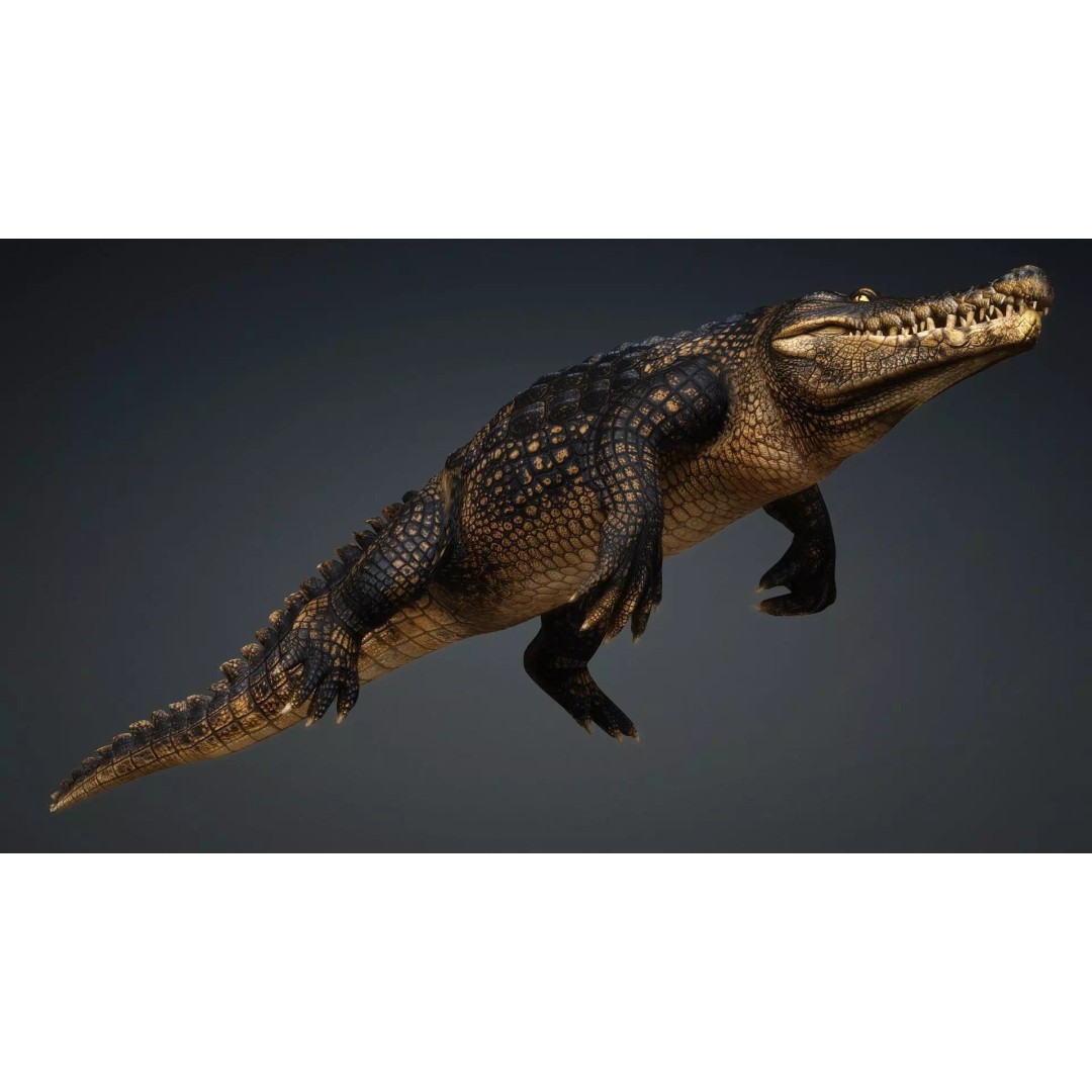 Crocodile 3D Model – Rigged Animation Asset, FBX, PBR Textures - View 11