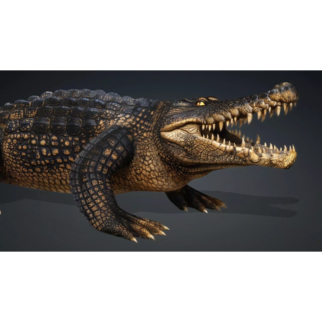 Crocodile 3D Model – Rigged Animation Asset, FBX, PBR Textures - View 13