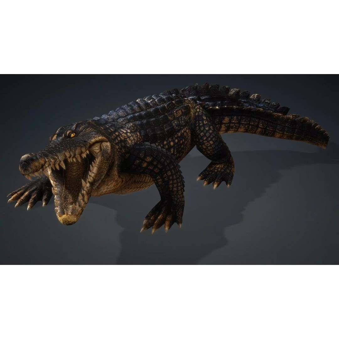 Crocodile 3D Model – Rigged Animation Asset, FBX, PBR Textures - View 14