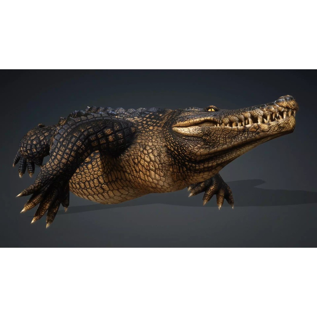 Crocodile 3D Model – Rigged Animation Asset, FBX, PBR Textures - View 17