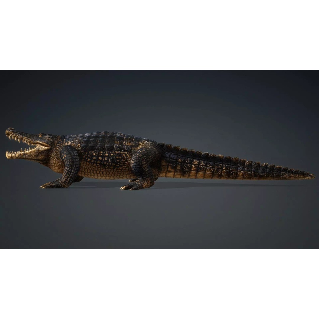 Crocodile 3D Model – Rigged Animation Asset, FBX, PBR Textures - View 5