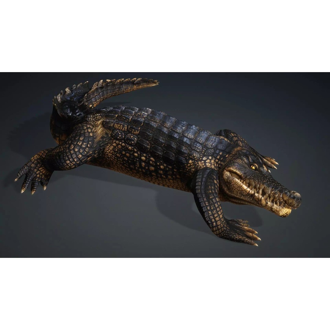 Crocodile 3D Model – Rigged Animation Asset, FBX, PBR Textures - View 6